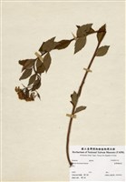 藏品(臺灣繡線菊)的圖片